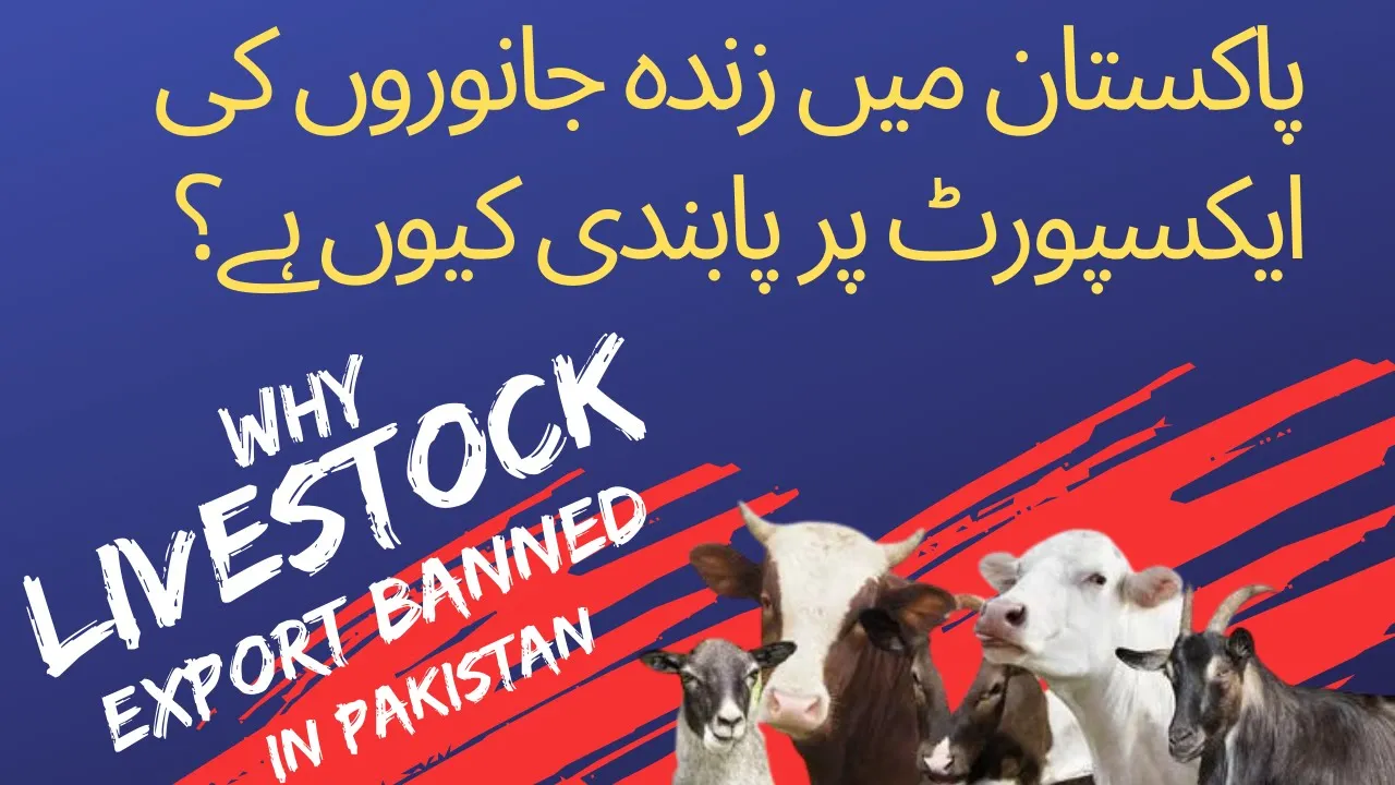 Why Exports of Live Animals are banned in Pakistan