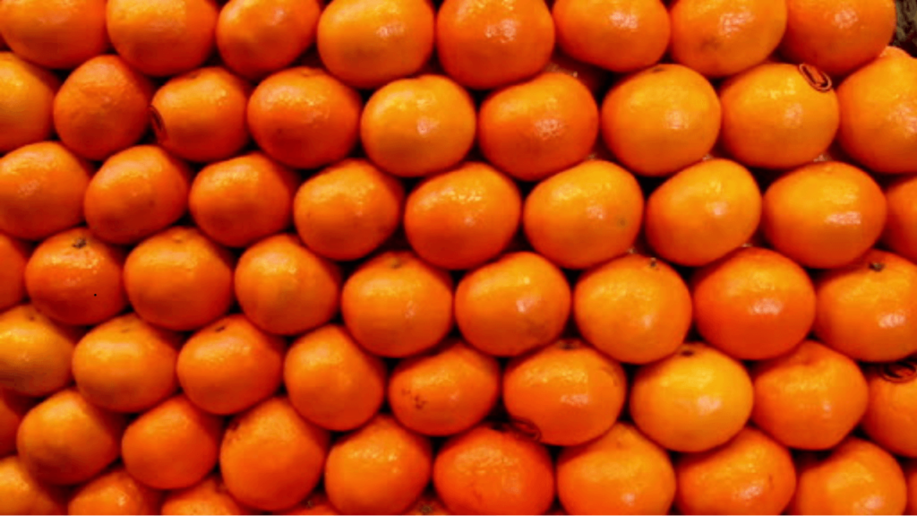 Pakistan citrus industry